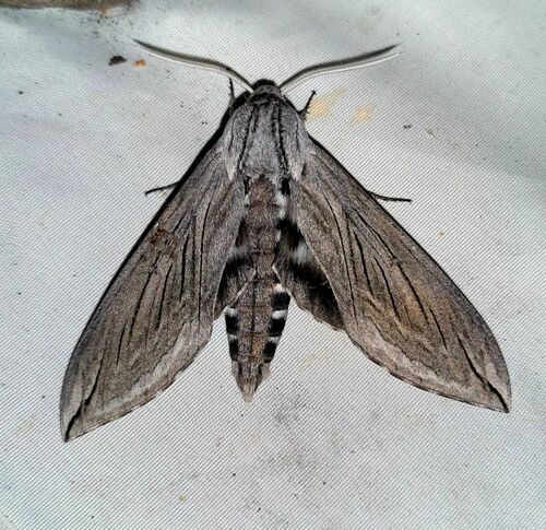 Asellus Sphinx