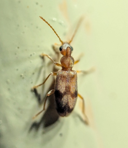 Notoxus planicornis