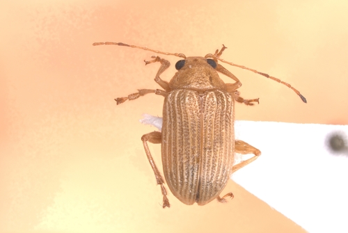 Grape Colaspis photo 3