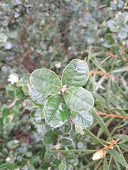 Correa alba