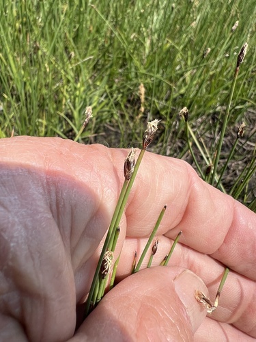 Image of Eleocharis parishii by (c) Steve Matson, some rights reserved (CC BY)