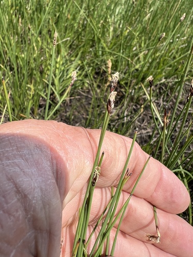 Image of Eleocharis parishii by (c) Steve Matson, some rights reserved (CC BY)
