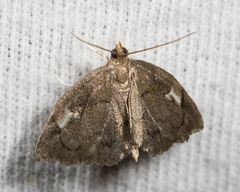 Perispasta caeculalis