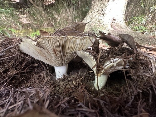 Russula delica