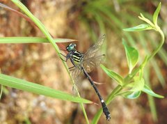 Heliogomphus scorpio