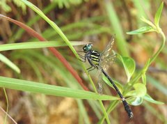 Heliogomphus scorpio