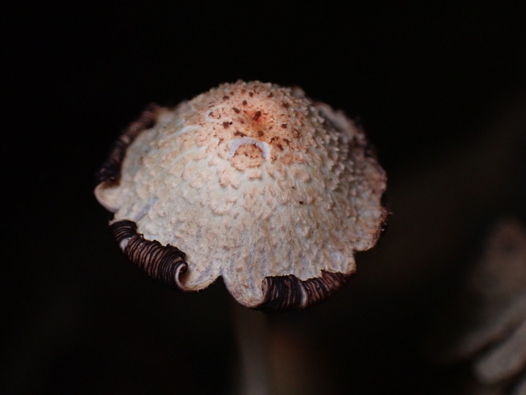 Coprinopsis mexicana · July 2024 · photo: © sus_scrofa (iNaturalist, cc-by)