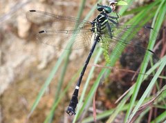Heliogomphus scorpio