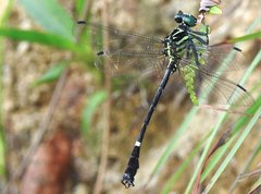 Heliogomphus scorpio