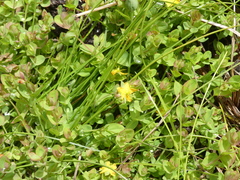 Hypericum anagalloides