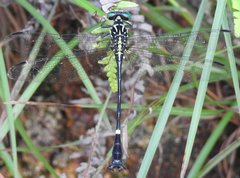 Heliogomphus scorpio