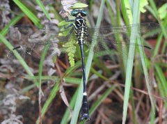 Heliogomphus scorpio