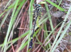Heliogomphus scorpio
