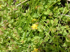 Hypericum anagalloides