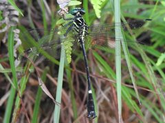 Heliogomphus scorpio