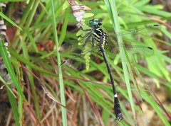 Heliogomphus scorpio
