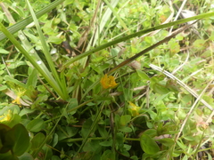 Hypericum anagalloides