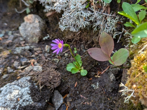 Primula cuneifolia iNat (1)