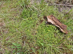 Hypericum anagalloides