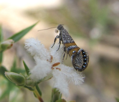 Aeolocosma