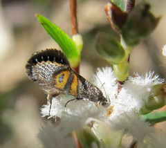 Aeolocosma iridozona