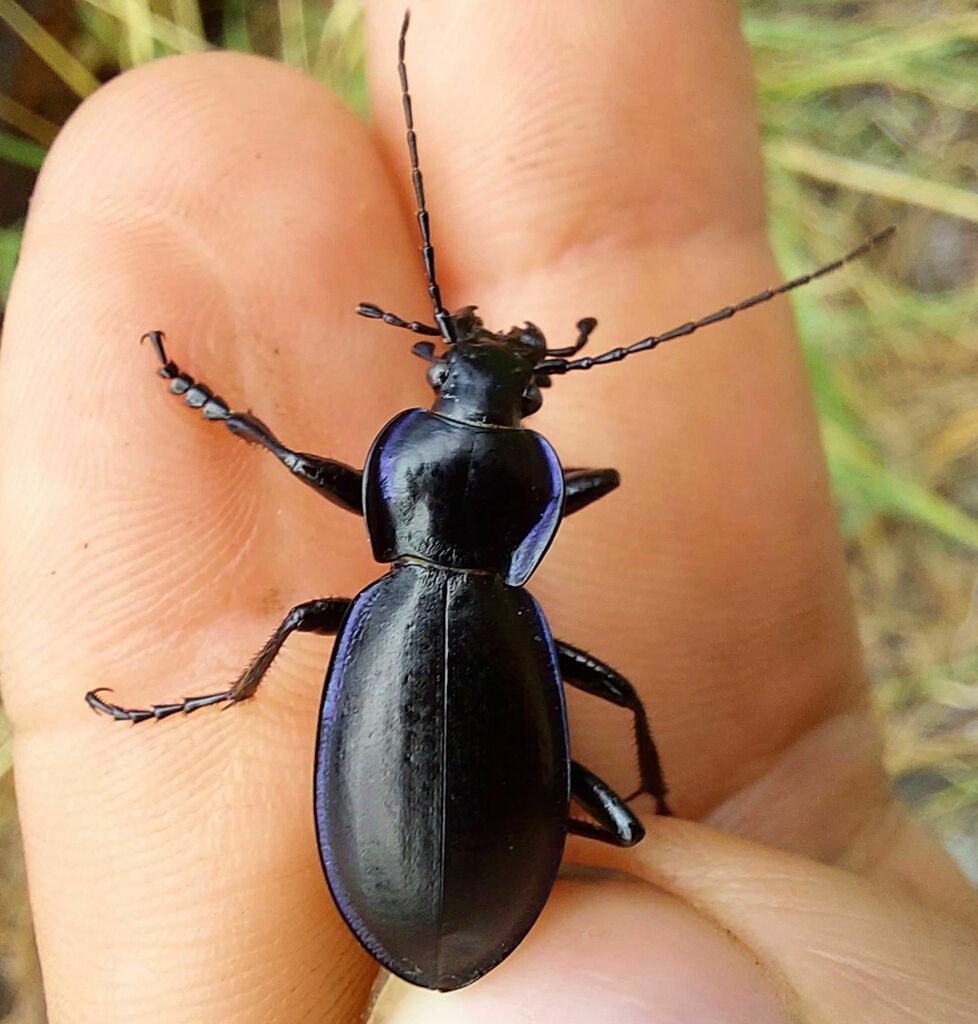 Carabus forreri