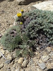 Hymenopappus filifolius lugens