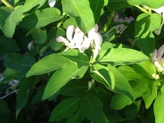 Lonicera × bella