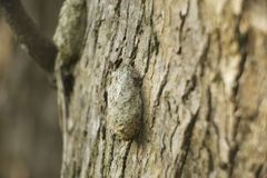 Saturnia pyretorum