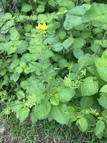 Asian Spiderflower
