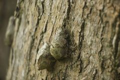 Saturnia pyretorum