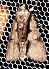 Acronicta funeralis