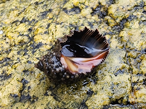 Caracol púrpura