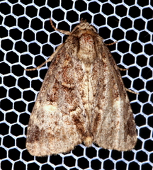 Phosphila miselioides