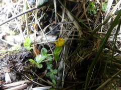 Hypericum anagalloides