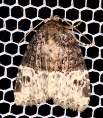 Neoligia crytora