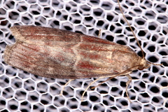 Euzophera ostricolorella