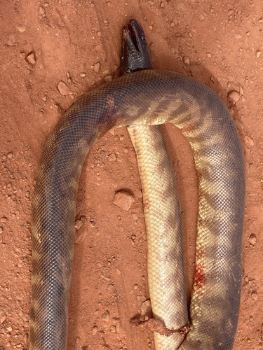 Black-headed Python sighting