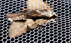 Acronicta funeralis