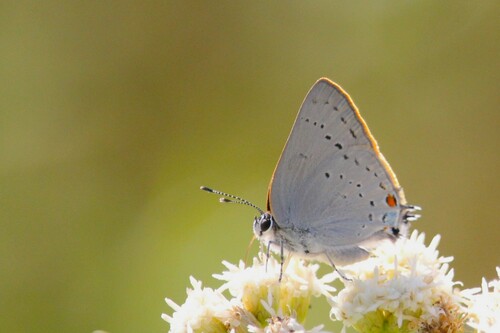 iNaturalist observation photo of Dryope Hairstreak