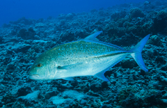 Bluefin Trevally