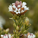 Archeria serpyllifolia - Photo (c) Bill Higham, some rights reserved (CC BY-NC-ND)