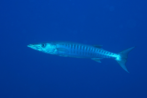 Foto de Barracuda con galones (Sphyraena qenie)