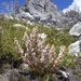 Dracophyllum - Photo (c) Nuytsia@Tas,  זכויות יוצרים חלקיות (CC BY-NC-SA)