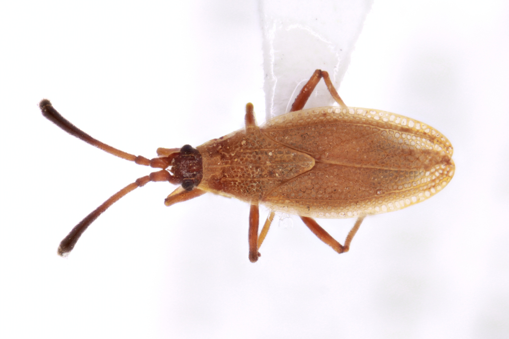 Hesperotingis
