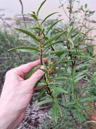 Image of Pimelea longifolia by (c) Oscar Dove, some rights reserved (CC BY)