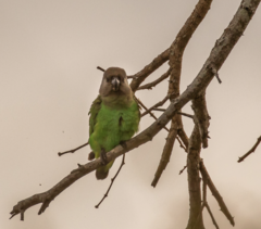 Poicephalus cryptoxanthus cryptoxanthus