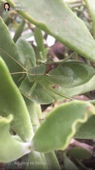 Paracyrtophyllus robustus