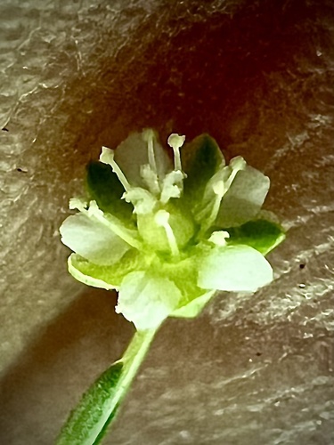 arctic pearlwort (Sagina saginoides)