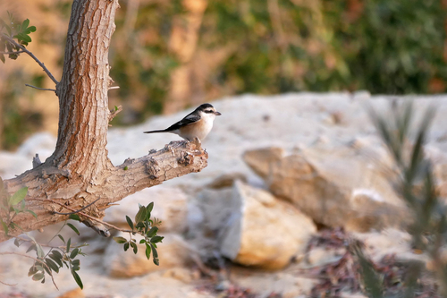 Alcaudón núbico (Lanius nubicus)